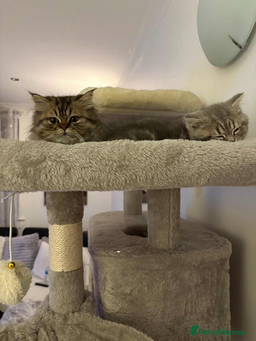 Persian cats for sale: Beautiful loving Persian Boy - Image 5