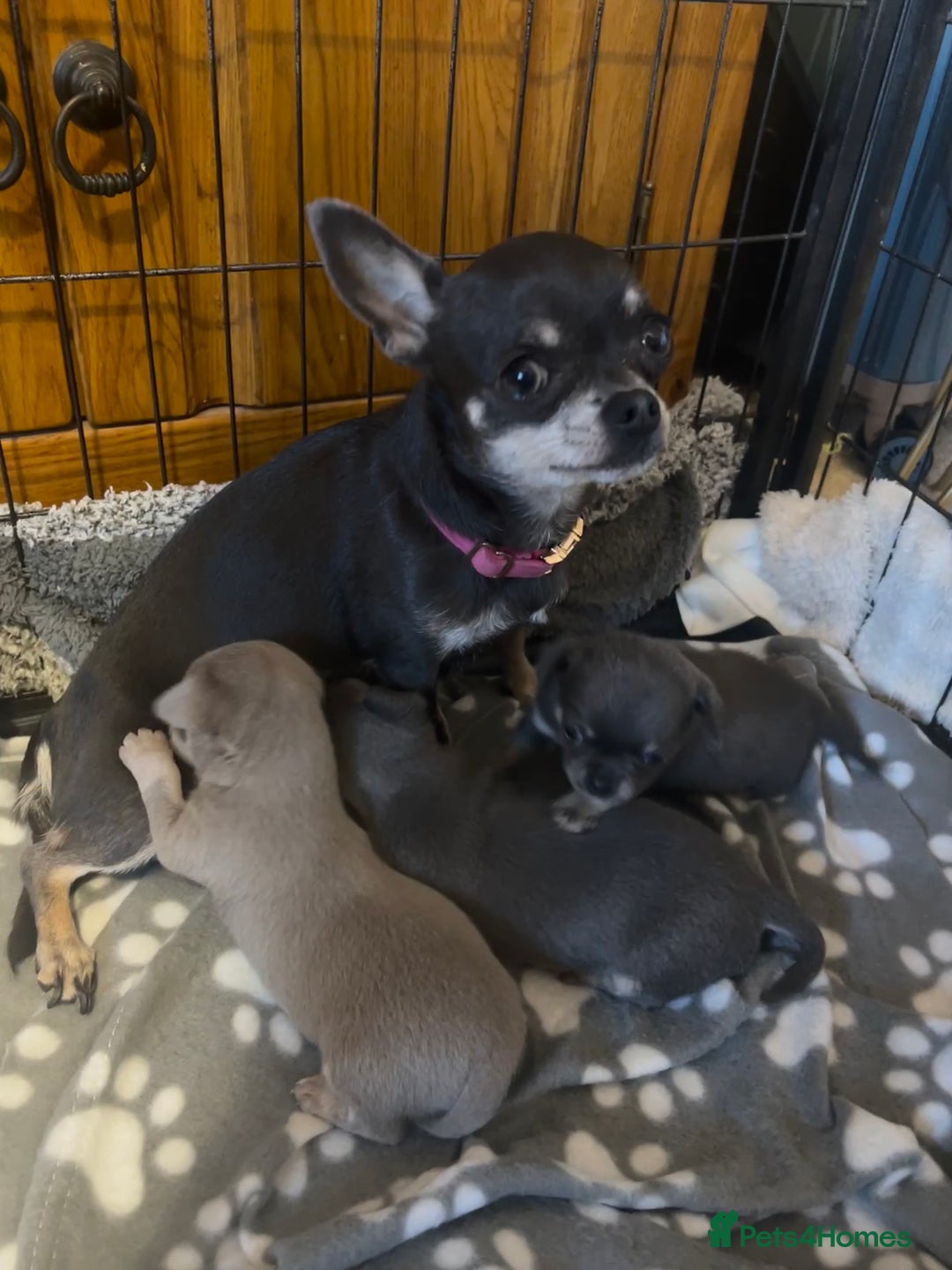 Chihuahua dogs for sale: Chihuahua - Image 5