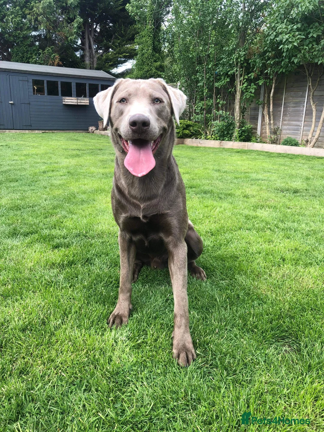 Labrador Retriever dogs for stud: Championship lines, KC silver lab stud 0.0% COI in Cambridge - Advert 5