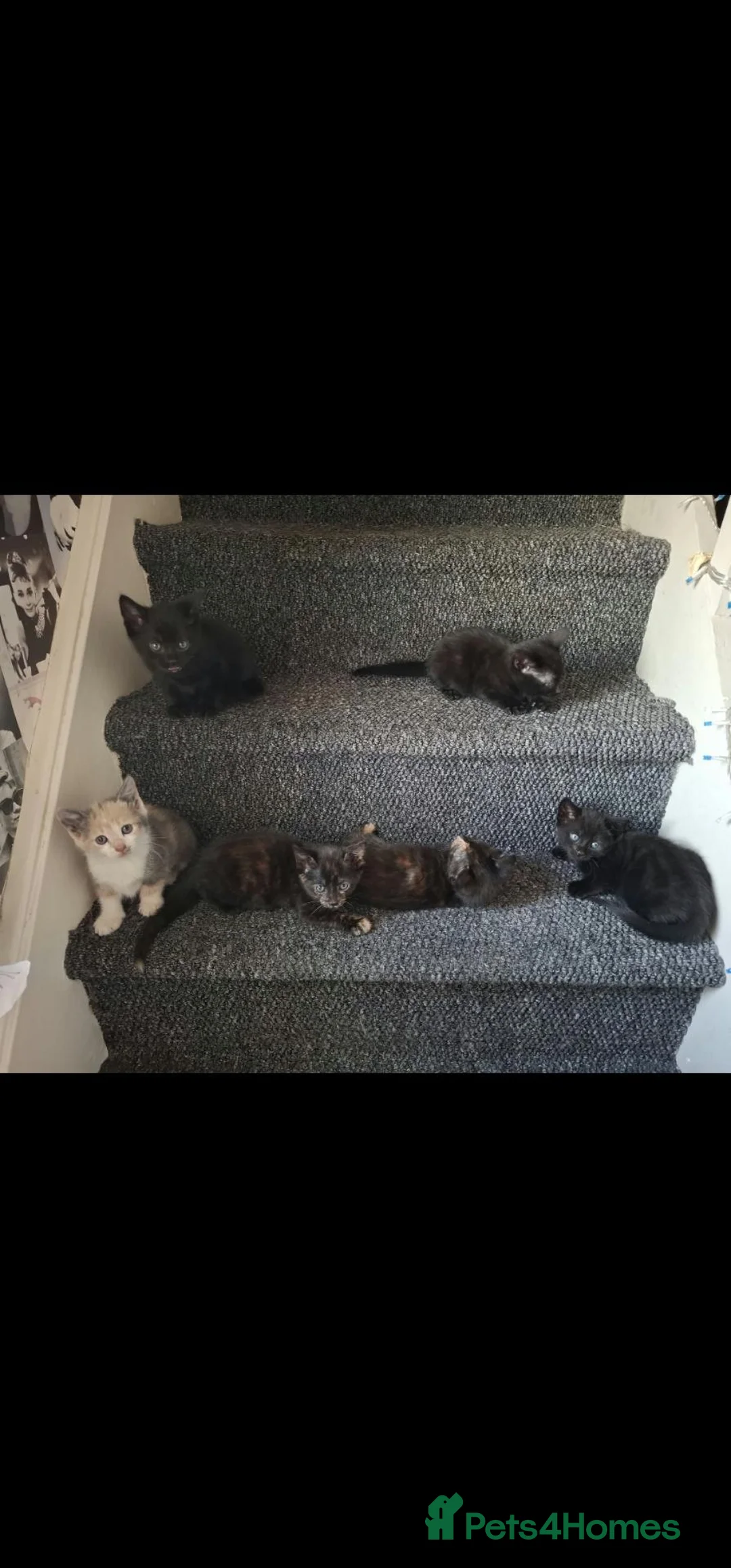 Mixed Breed cats for sale: Midnight kittens looking for new home - Advert 2
