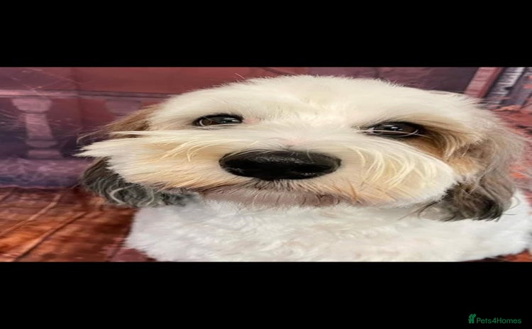 Cockapoo dogs - Advert 1