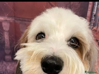 Cockapoo dogs for sale - Advert 1