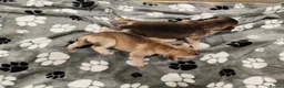 Mixed Breed dogs for sale: Dakota Sport Retrievers - Advert 31