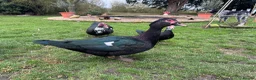 Ducks poultry for sale: Muscovy Drake - 9 months old  - Advert 7