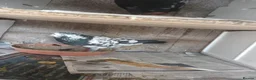 Pigeons birds for sale: Afghni pigeions in Southall - Advert 8
