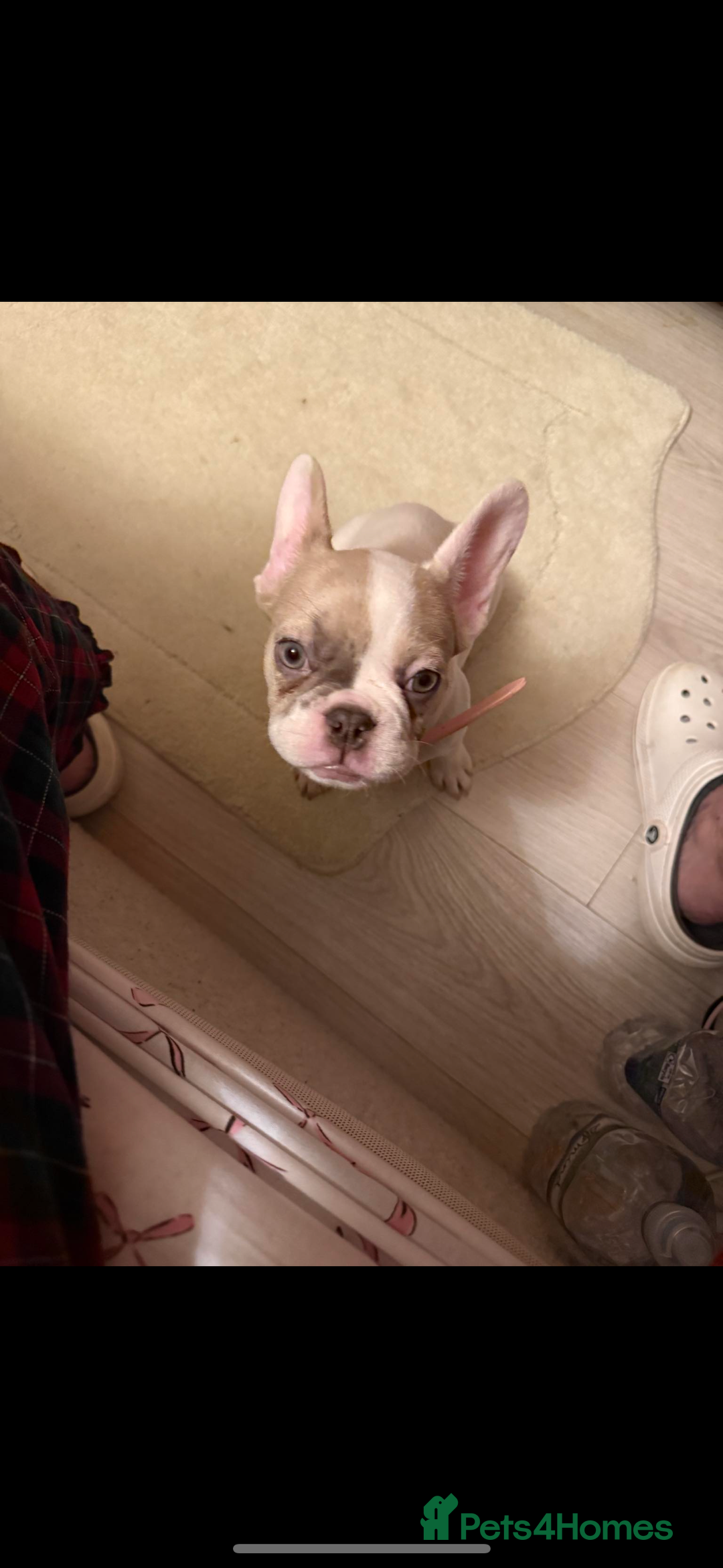 French Bulldog dogs for sale: Opal the French bulldog - Advert 5