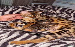 Bengal cats for sale: 2 bengal kittens for sale - Image 3