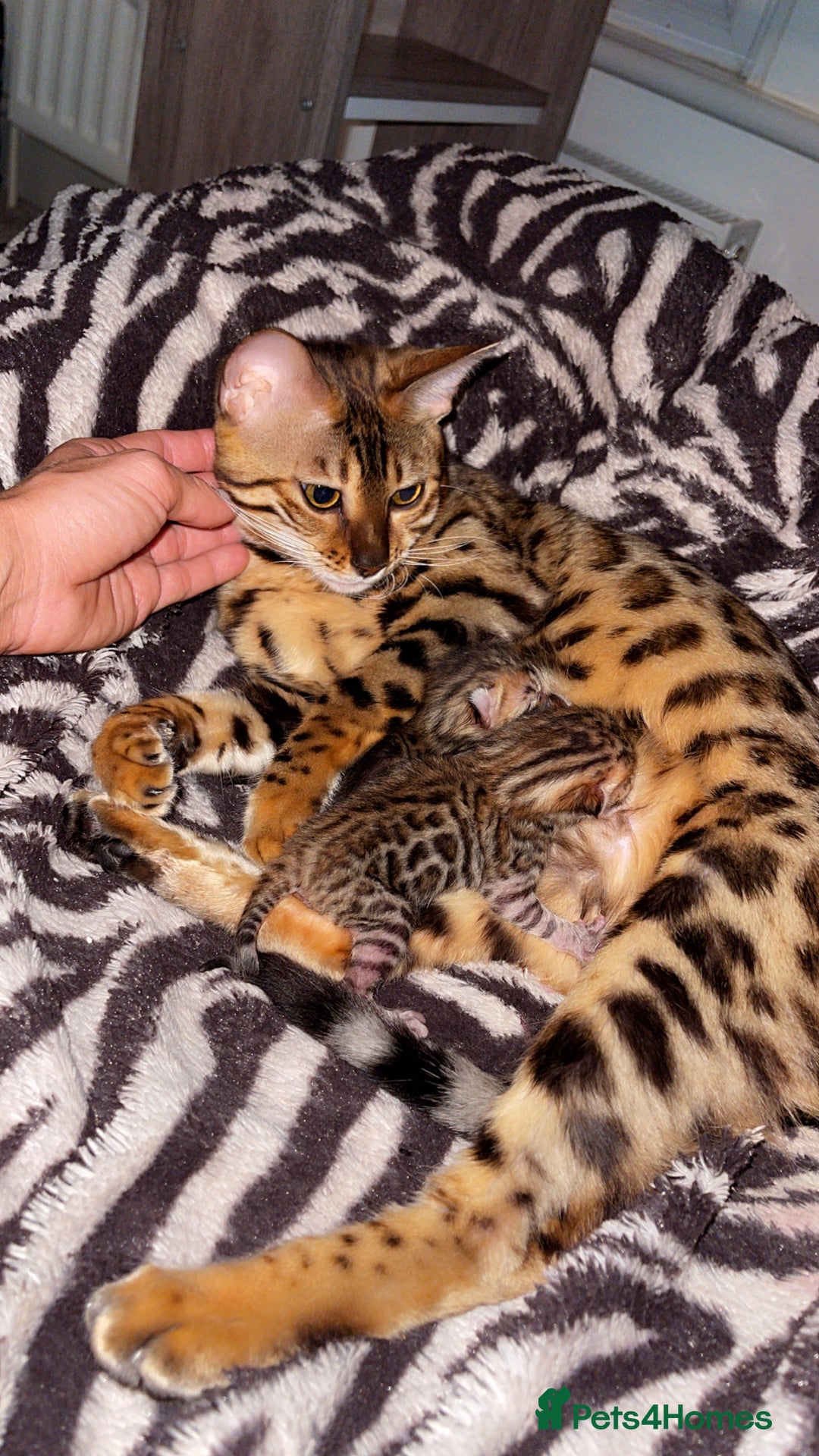 Bengal cats for sale: 2 bengal kittens for sale - Image 3