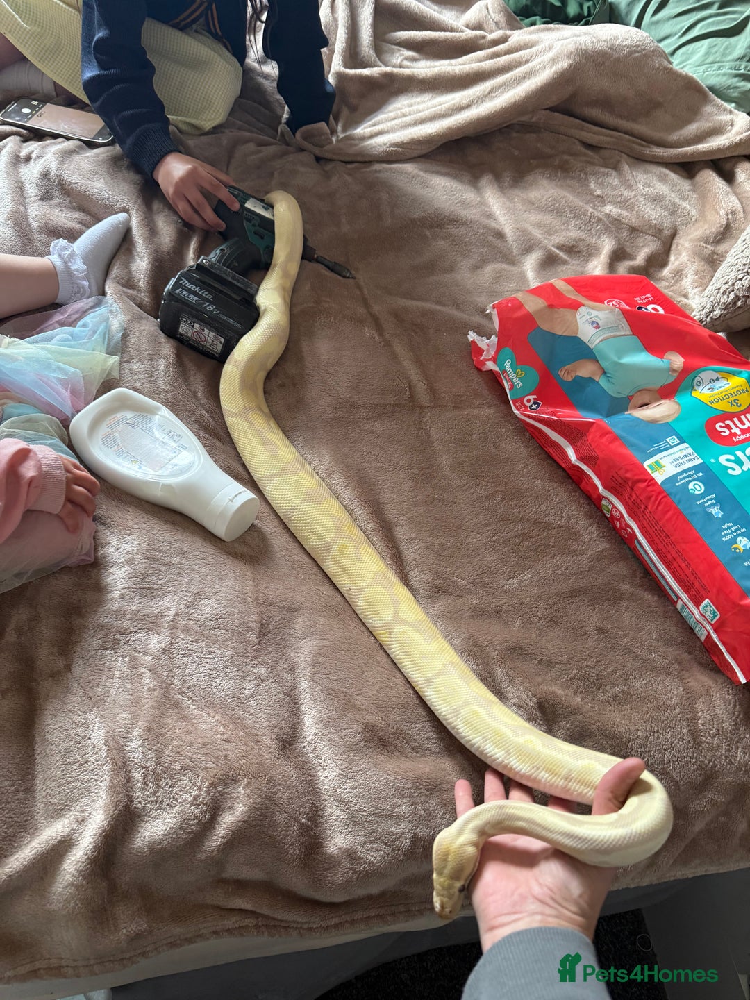 Python Snake reptiles for sale: Lavender female royal python & set up  - Image 7