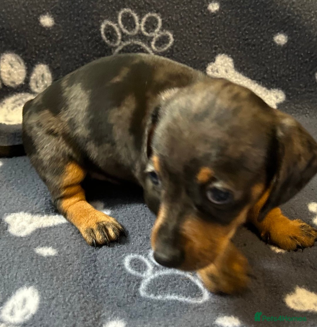 Miniature Dachshund dogs for sale: Stunning Miniature Dachshund Pups - Image 14