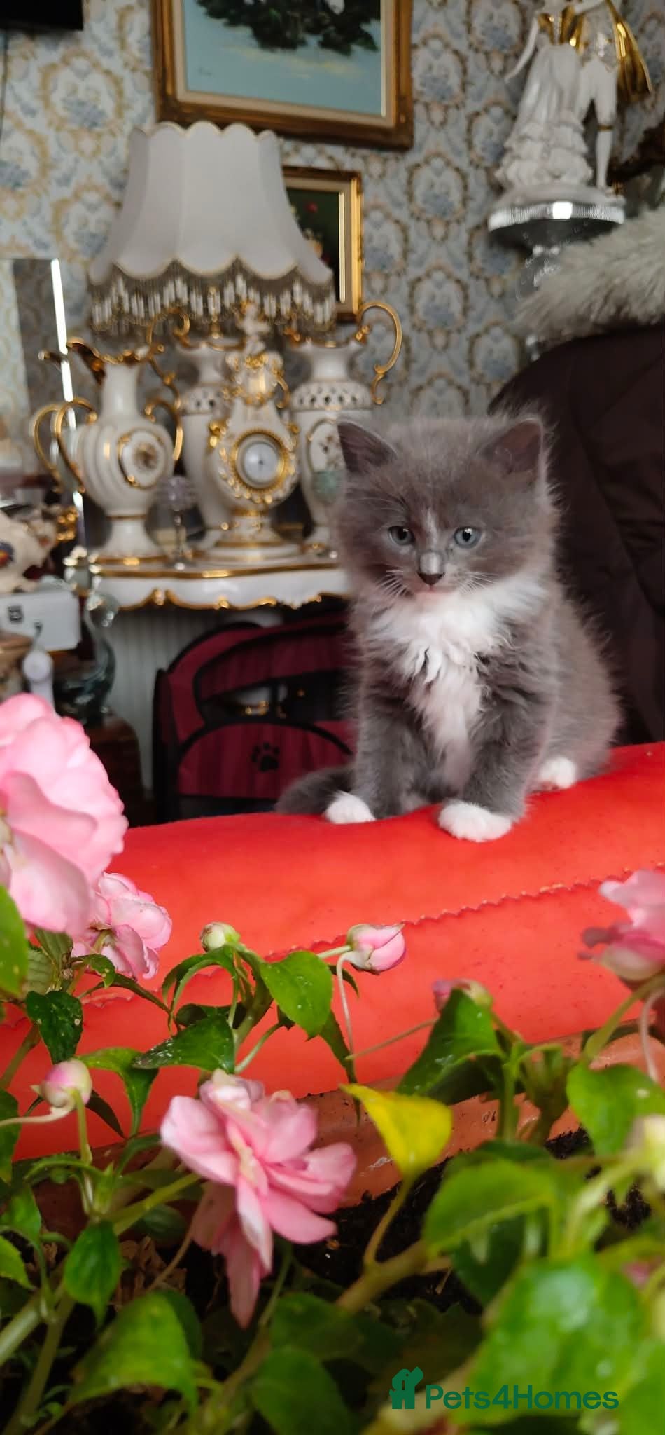 Mixed Breed cats KITTENS - Advert 2