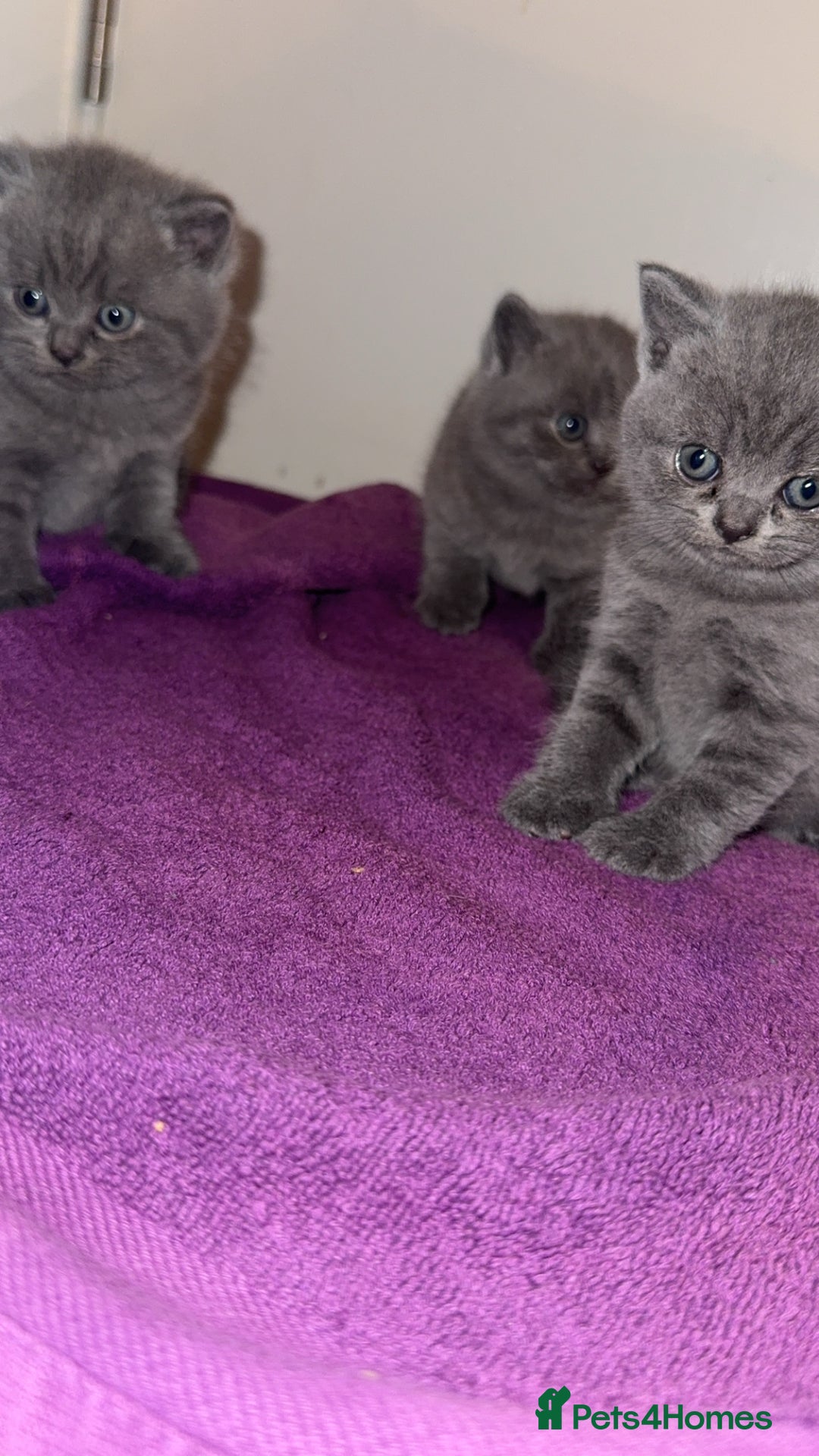British Shorthair cats for sale: British short hair kittens - Advert 4