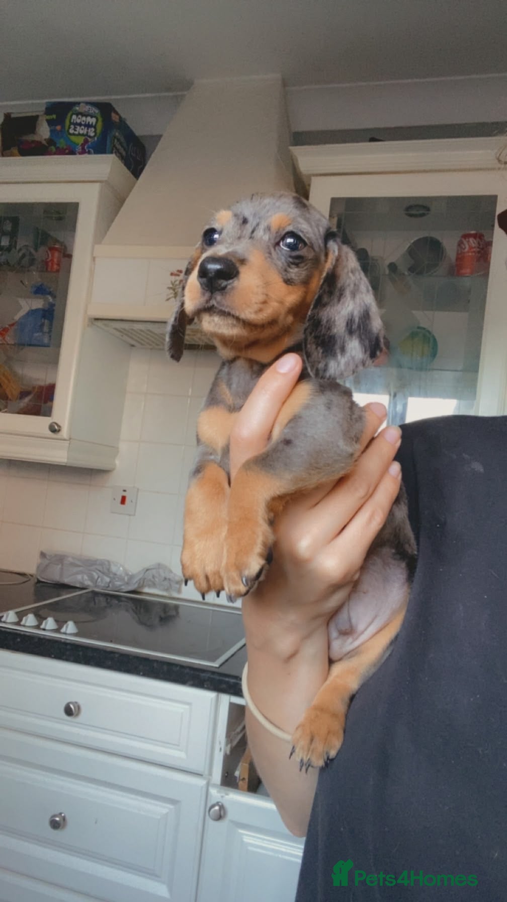 Miniature Dachshund dogs Gorgeous miniature dachshund puppies - Advert 11