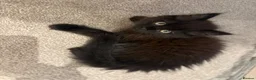 Mixed Breed cats for sale: Beautiful quarter Persian kitten  - Advert 1