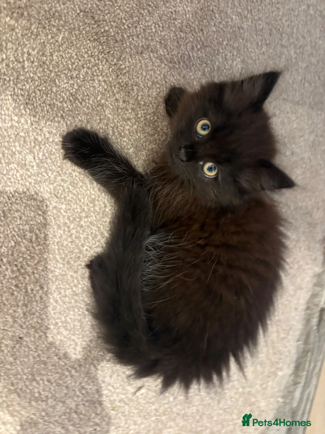 Mixed Breed cats for sale: Beautiful quarter Persian kitten  - Advert 1