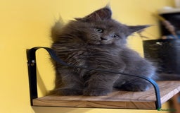 Maine Coon cats for sale: Purebred Maine Coon kittens from pedigree parents  in Lichfield - Image 5