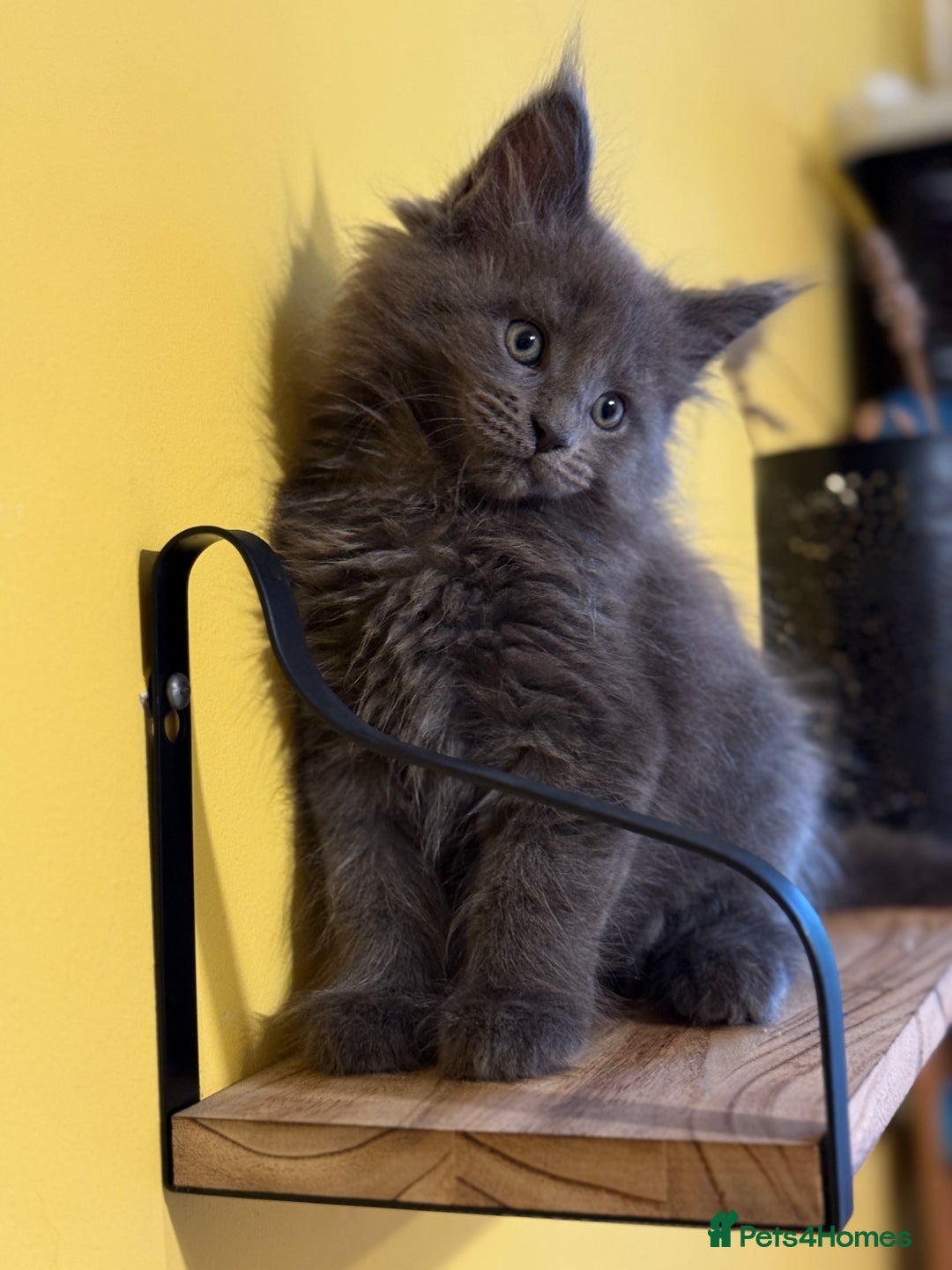 Maine Coon cats for sale: Purebred Maine Coon kittens from pedigree parents  in Lichfield - Image 5