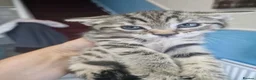 American Shorthair cats for sale: 5 litle kittens for sale  - Advert 4
