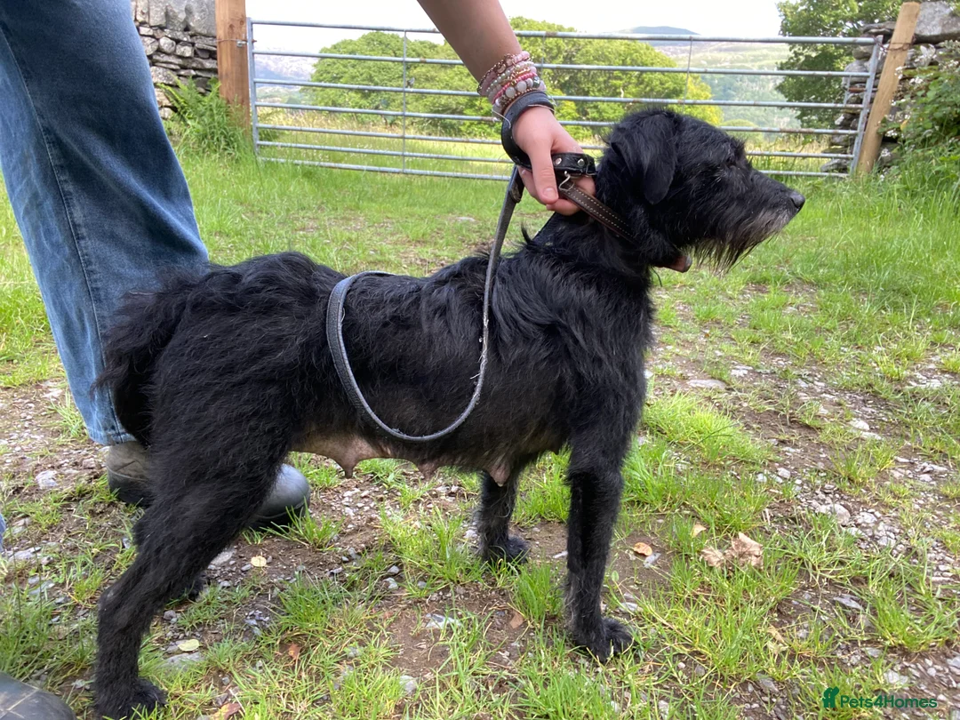 Patterjack dogs for sale: Scamp 14 month old patterjack in Llanbedr - Advert 2