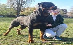 Rottweiler dogs for sale: Rottweiler  - Image 12