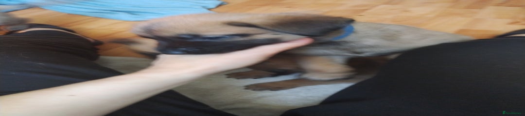 Belgian Shepherd Dog Puppy 8