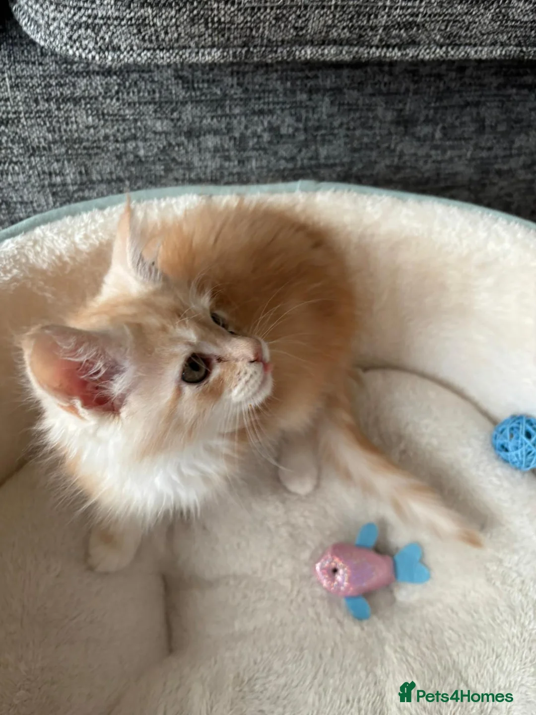 Maine Coon cats for sale: GCCF Maine Coon, Grand Champion bloodline in Grantham - Advert 11