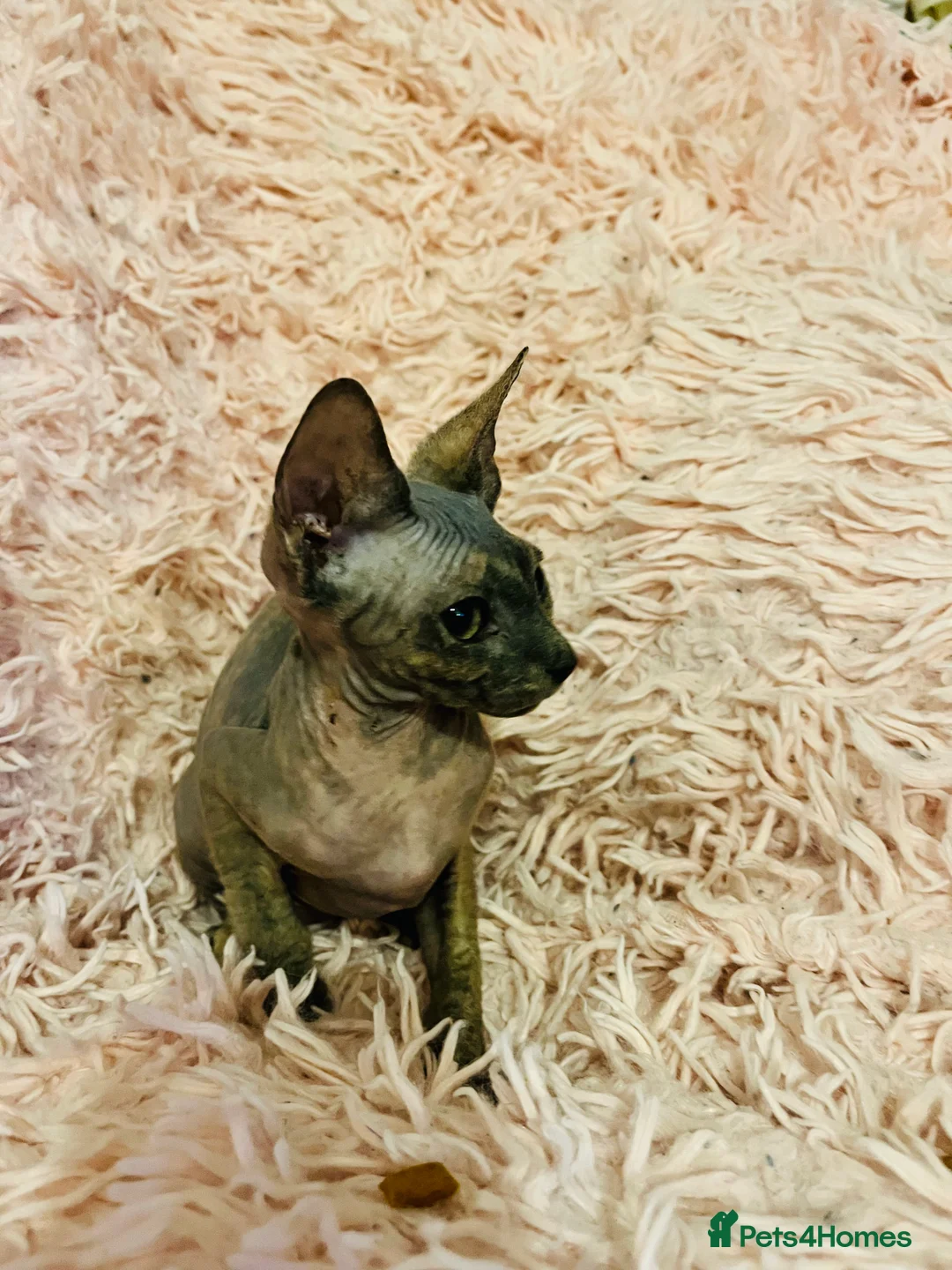 Sphynx cats for sale: Adorable Sphynx Kittens - Advert 15