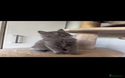 Ragdoll cats for sale: Gorgeous Ragdoll x British Shorthair Kittens  - Image 23