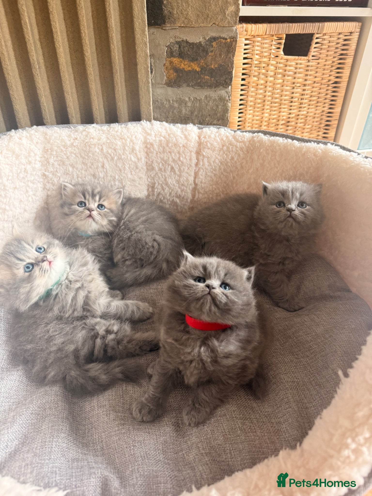 British Longhair cats Stunning British Longhair Kittens  - Advert 14