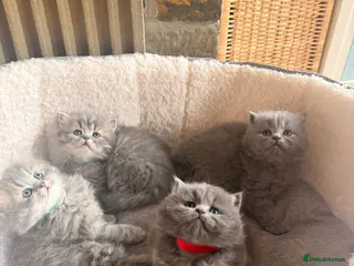 British Longhair cats Stunning British Longhair Kittens - Advert 6