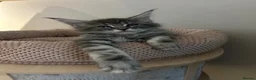 Maine Coon cats for sale: TICA Registered Maine Coon Kittens Available  in Sutton - Advert 10