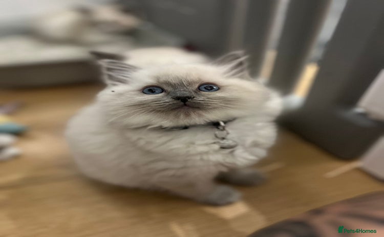 Ragdoll cats - Advert 9