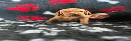 Hungarian Vizsla dogs for sale: Exceptional Pedigree Hungarian Vizsla Puppies - Advert 8