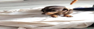 Jackshund 2