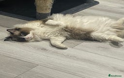 Mixed Breed cats for sale: Mixed  - Image 7