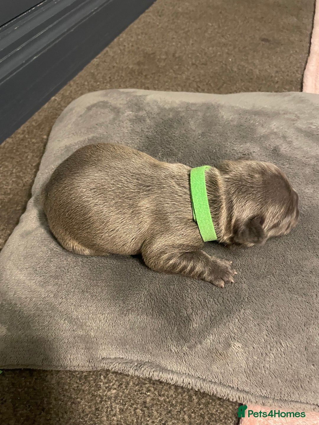 French Bulldog dogs for sale: 7 beautiful male French bull dog pups - Image 10