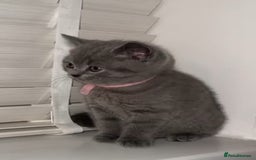 British Shorthair cats for sale: Beautiful BSH Kittens - Ready to leave ASAP - Image 24