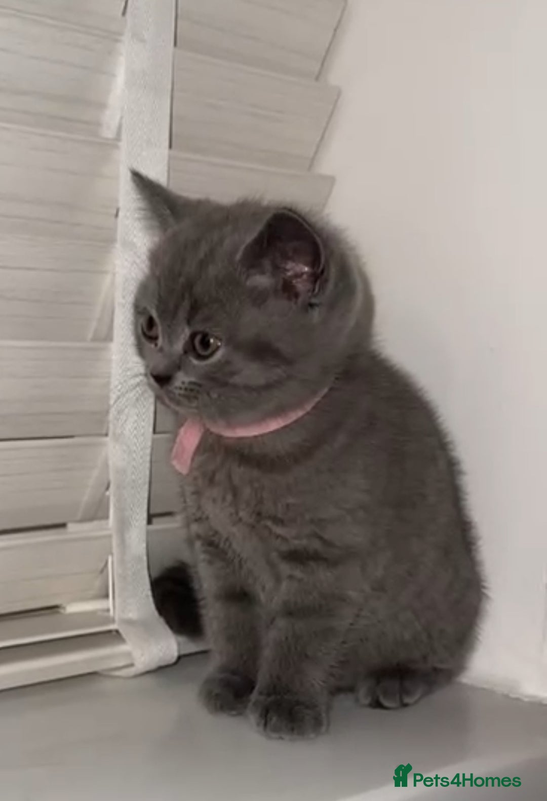 British Shorthair cats for sale: Beautiful BSH Kittens - Ready to leave ASAP - Image 24