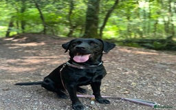 Labrador Retriever dogs for sale: Beautiful Labrador Retriever puppies - Image 25