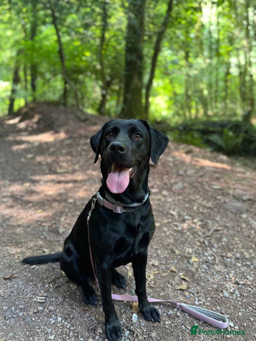 Labrador Retriever dogs for sale: Beautiful Labrador Retriever puppies - Image 25