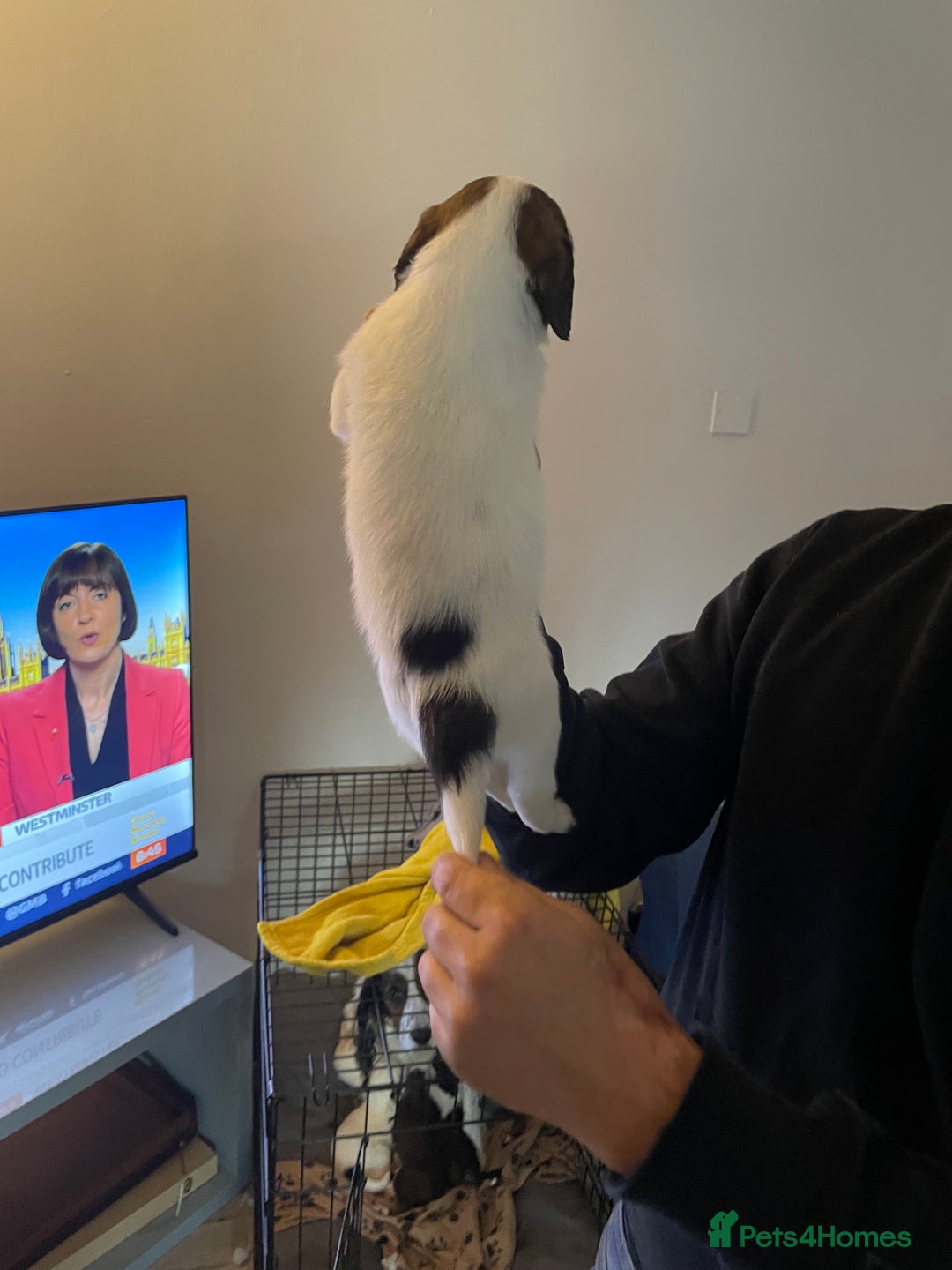 Mixed Breed dogs for sale: Cocker x collie pups  - Image 12