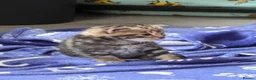 Mixed Breed cats for sale: Gorgeous kittens - Advert 11