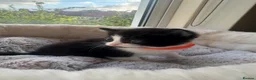 Mixed Breed cats for sale: Gorgeous kittens looking for forever home  - Advert 6