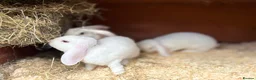 Mini Lop rabbits for sale: Very friendly Mini Plush Lops - Advert 14