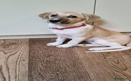 Mixed Breed dogs for adoption: Dill the dog - Advert 1