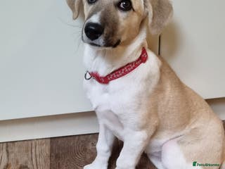 Mixed Breed dogs Dill the dog - Advert 10