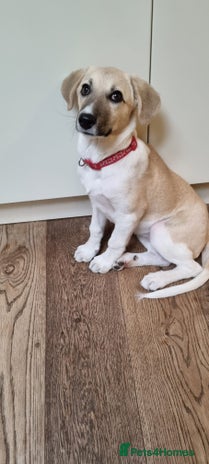 Mixed Breed dogs Dill the dog - Advert 9