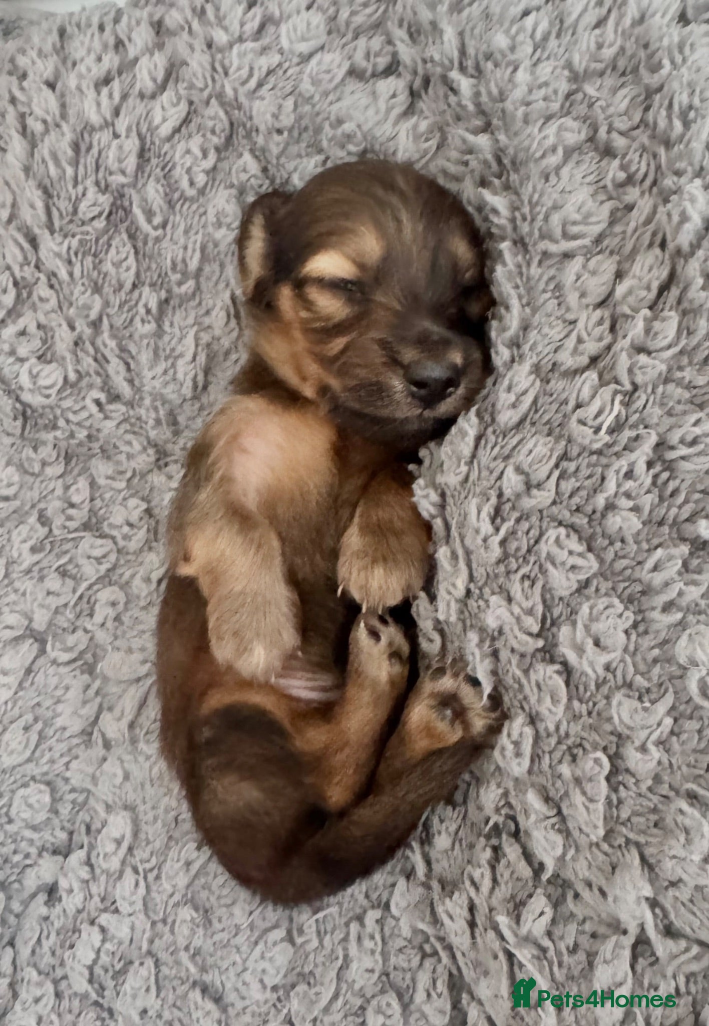 Miniature Dachshund dogs Long/smooth haired cream/Red Mini Dachshund pups - Advert 2