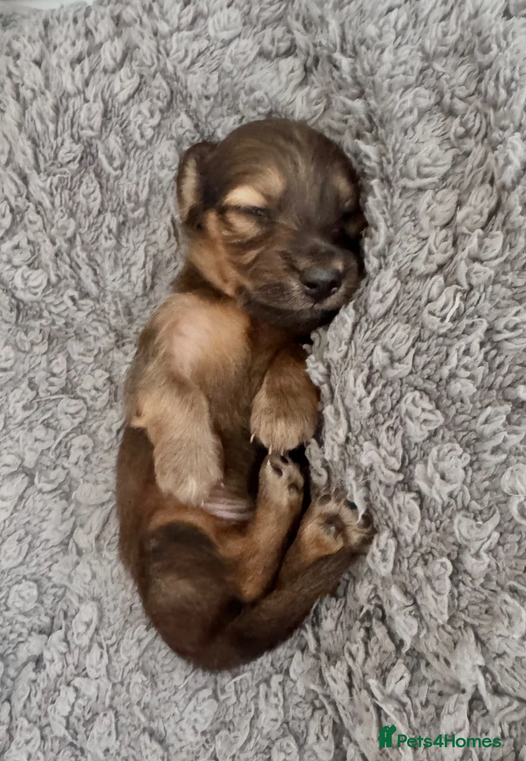 Miniature Dachshund dogs for sale: Long/smooth haired cream/Red Mini Dachshund pups - Advert 2
