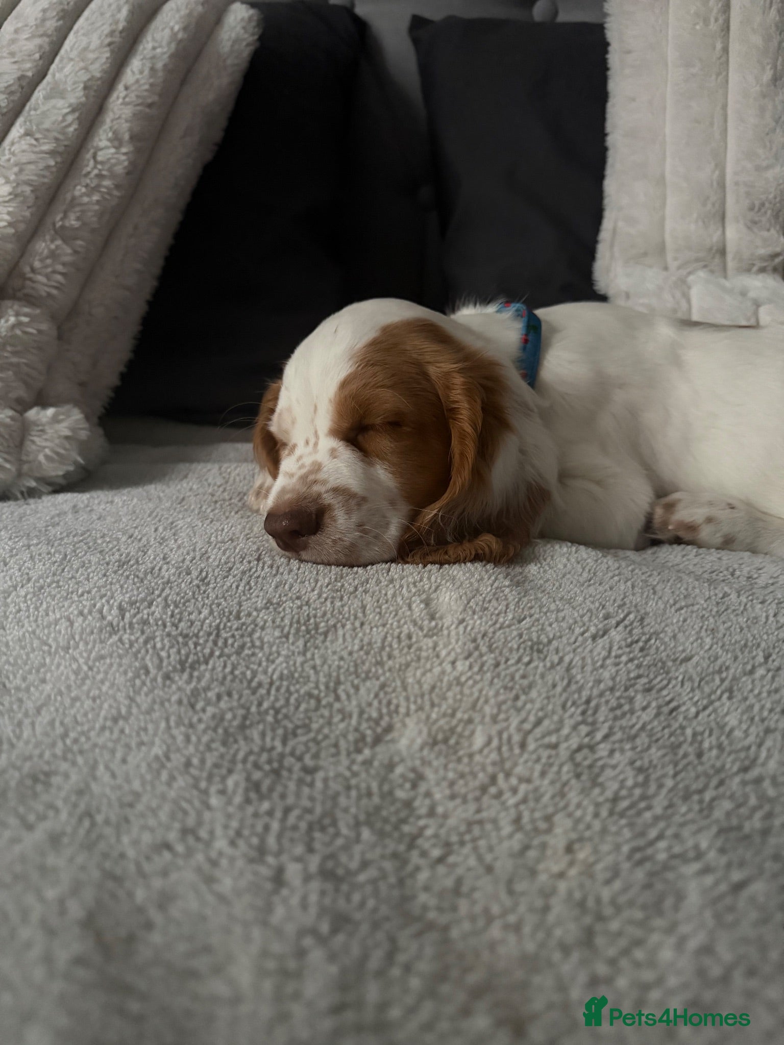 Cocker Spaniel dogs Cocker spaniel puppy - Advert 1